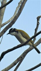 Melithreptus albogularis