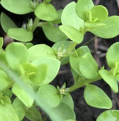 Lysimachia minima