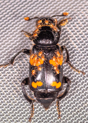 Nicrophorus sayi