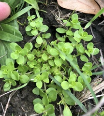 Lysimachia minima