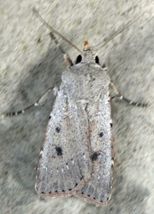 Agrotis vetusta