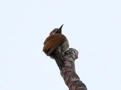 Colaptes rubiginosus
