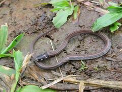 Tantilla melanocephala