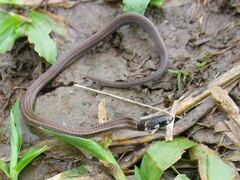 Tantilla melanocephala