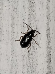 Lysathia ludoviciana