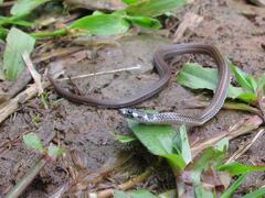 Tantilla melanocephala