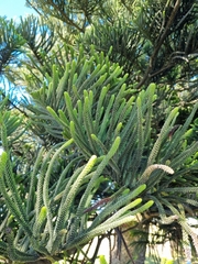 Araucaria