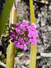 Stylidium lineare