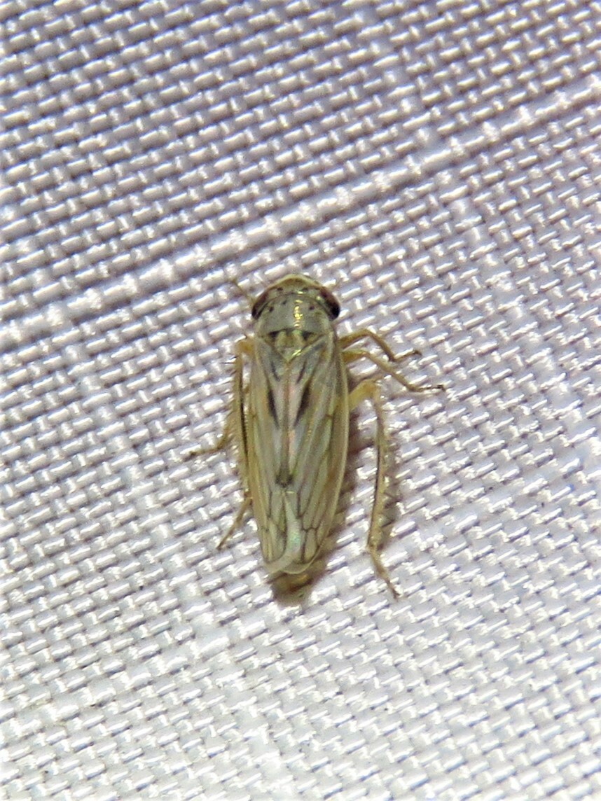 Exitianus exitiosus Insect Vectors of Plant Disease