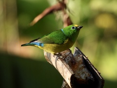 Chlorophonia cyanea psittacina
