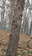 Tsuga canadensis