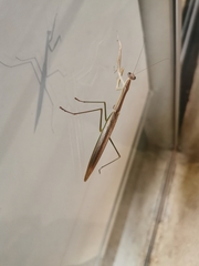 Tenodera australasiae