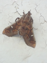 Polygrammodes cyamon