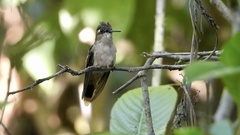 Anthocephala floriceps