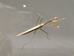 Tenodera australasiae