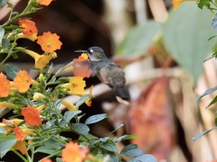 Anthocephala floriceps