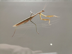 Tenodera australasiae