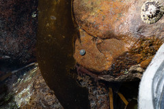 Steromphala umbilicalis