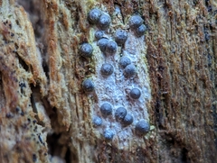 Rosellinia subiculata