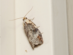 Cryptoptila immersana