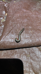 Anadenobolus monilicornis