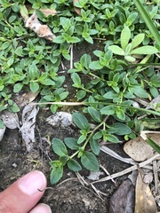 Mecardonia procumbens