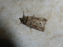 Nycteola
