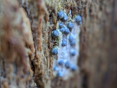 Rosellinia subiculata