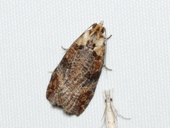 Cryptoptila immersana