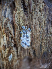 Rosellinia subiculata