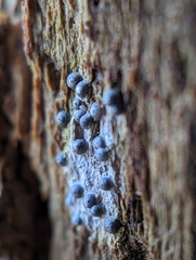 Rosellinia subiculata