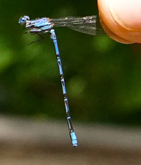 Argia funebris