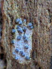 Rosellinia subiculata