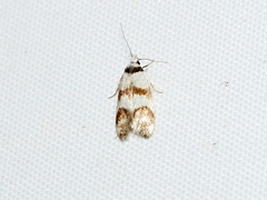 Chezala brachypepla