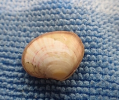Semele rubropicta