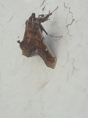 Polygrammodes cyamon