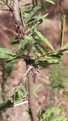Umbonia
