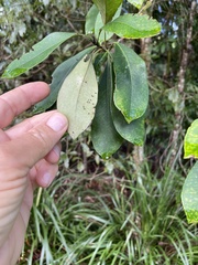 Tristaniopsis laurina