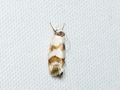 Chezala brachypepla