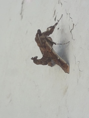 Polygrammodes cyamon