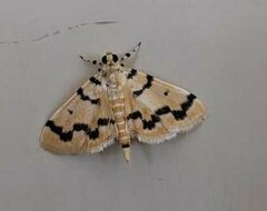 Dichocrocis clytusalis