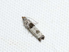 Spilonota constrictana