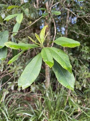 Tristaniopsis laurina