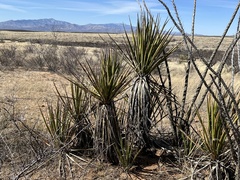 Yucca baccata