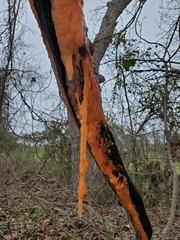 Fusicolla merismoides