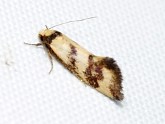 Olbonoma triptycha