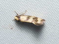 Olbonoma triptycha