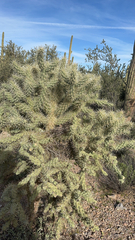 Cylindropuntia fulgida