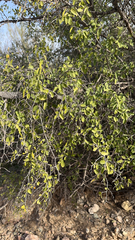 Celtis pallida
