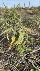 Ambrosia ambrosioides